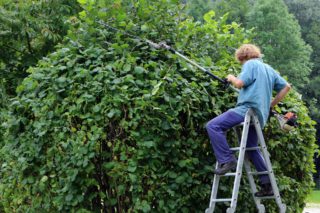 taille travaux de jardinage au Printemps
