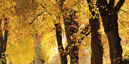 souffleur à feuilles